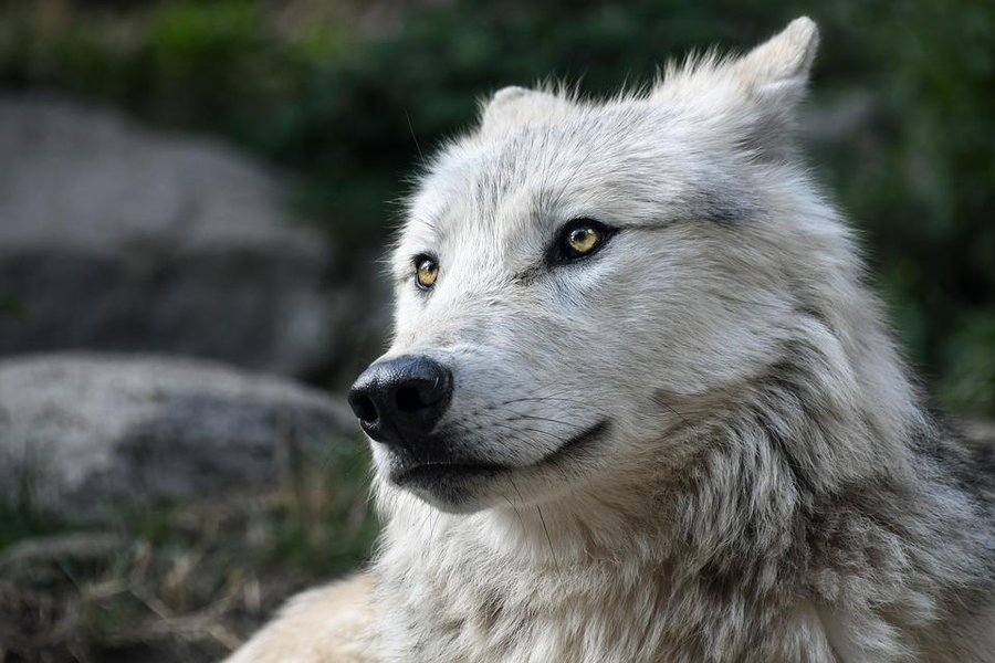 las focas y los perros comparten un ancestro común