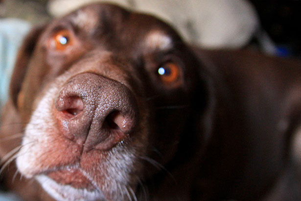 La nariz de tu perro como identificación
