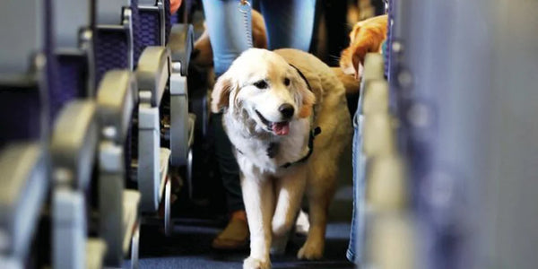 Cómo viajar en avión con tus mascotas