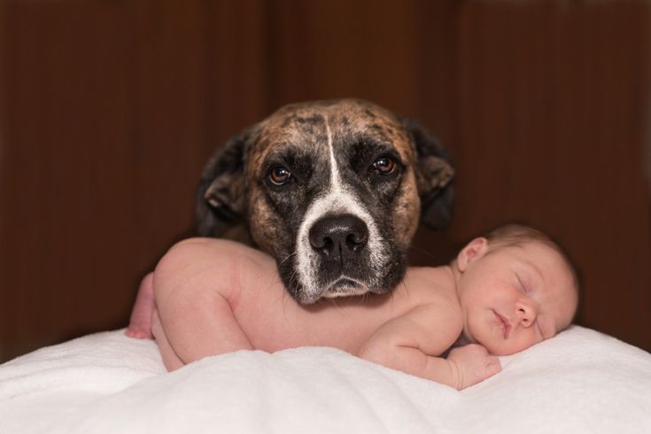 Perros y la llegada de un bebé